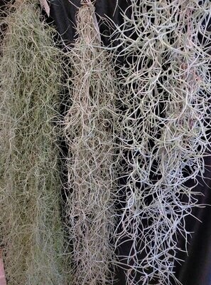 Tillandsia usneoides (fein)    (M)