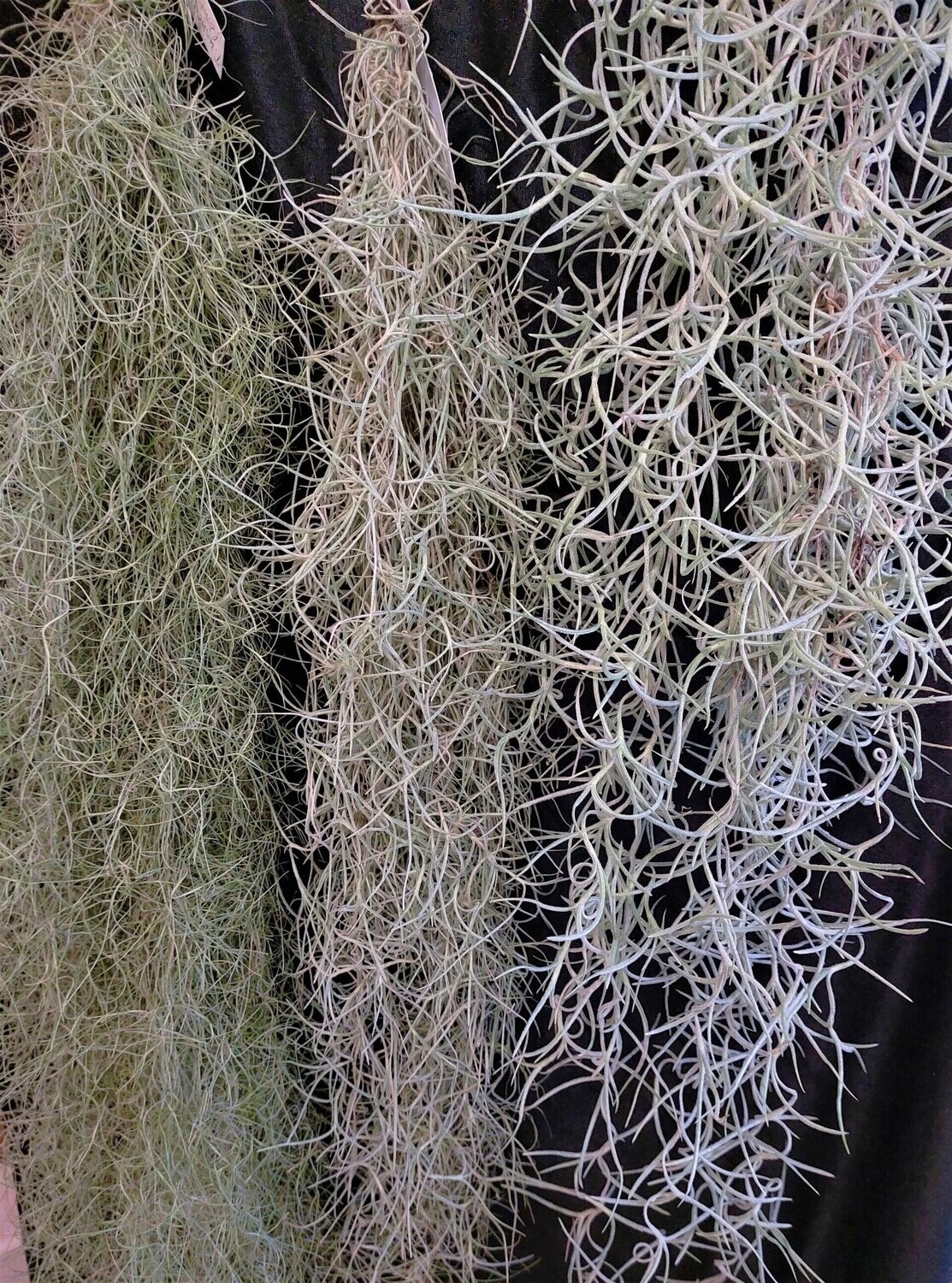 Tillandsia usneoides (fein)    (L)