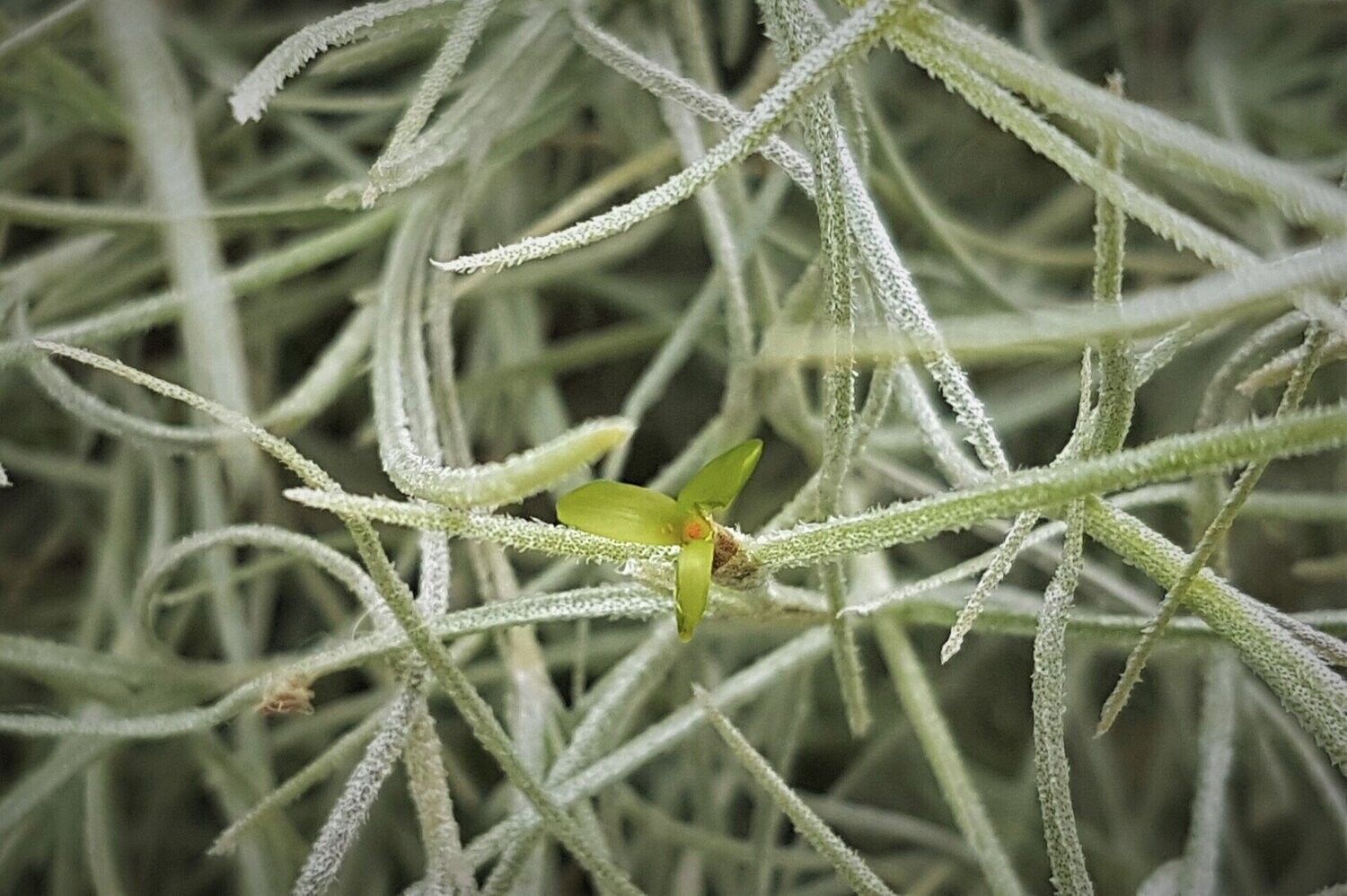Tillandsia usneoides (mittel) (M) Tillandsia usneoides (mittel) (M)