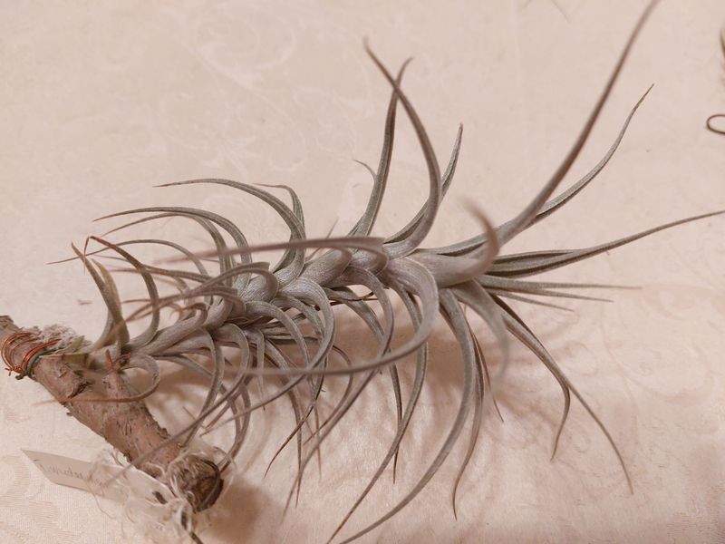 Tillandsia werdermannii Tillandsia werdermannii