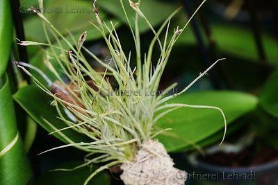 Tillandsia recurvata (S) Tillandsia recurvata (S)