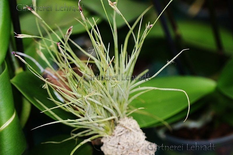 Tillandsia recurvata (S)