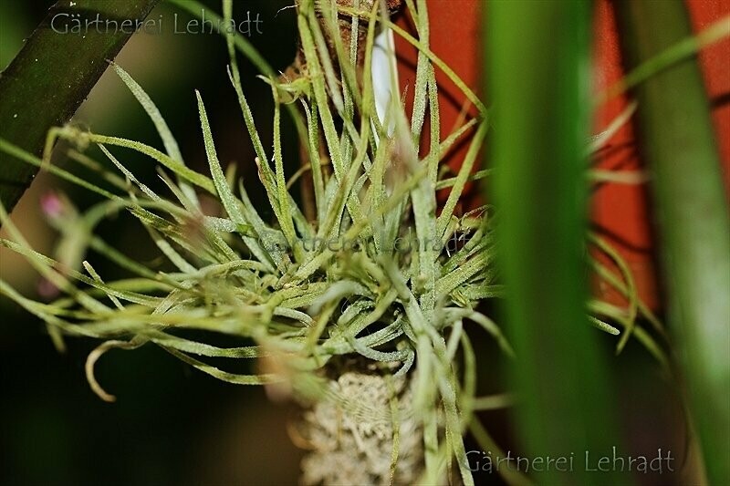 Tillandsia recurvata (L)