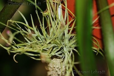 Tillandsia recurvata (L)
