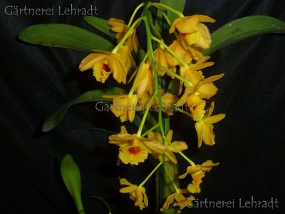 Dendrobium chrysotoxum var. suavissimum (Schaupflanze)