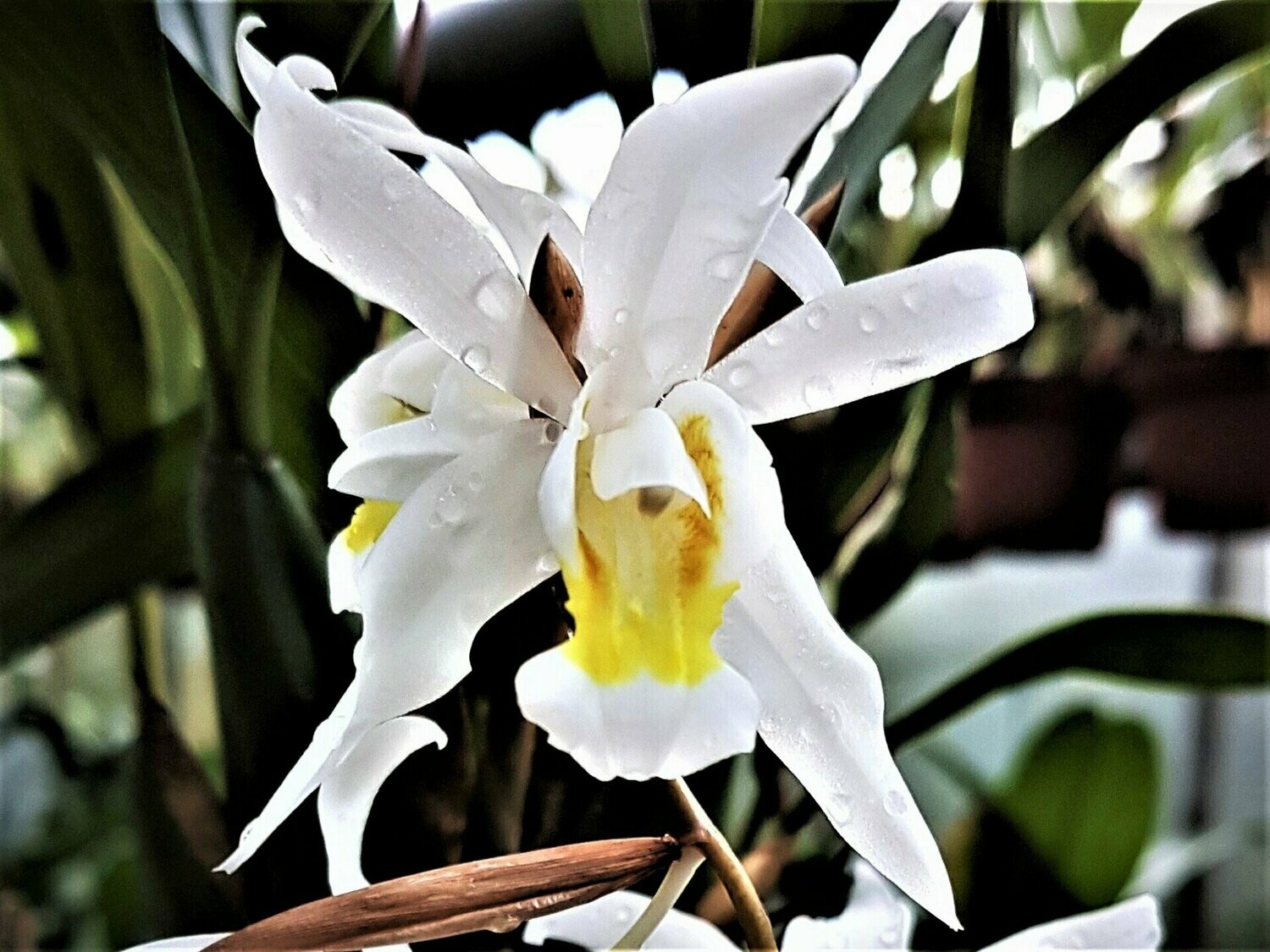 Coelogyne intermedia (Schaupflanze)