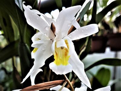 Coelogyne intermedia (Schaupflanze) Coelogyne intermedia (Schaupflanze)