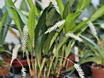 Dendrochilum glumaceum (Schaupflanze) Dendrochilum glumaceum (Schaupflanze)