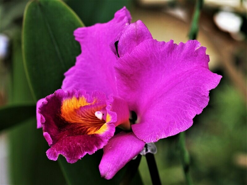 C) Lc. Okarche Addison
