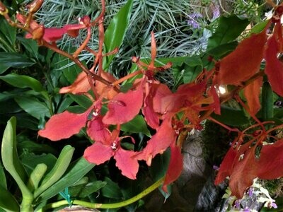 Renanthera imschootiana