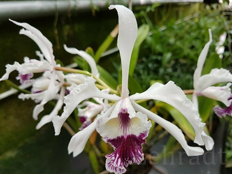 Laelia crispa (Schaupflanze)