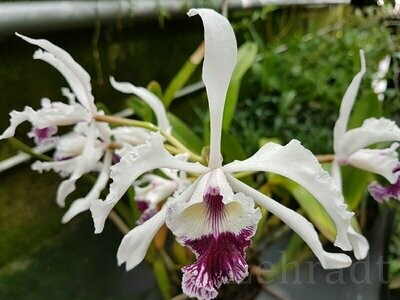 Laelia crispa (Schaupflanze) Laelia crispa (Schaupflanze)