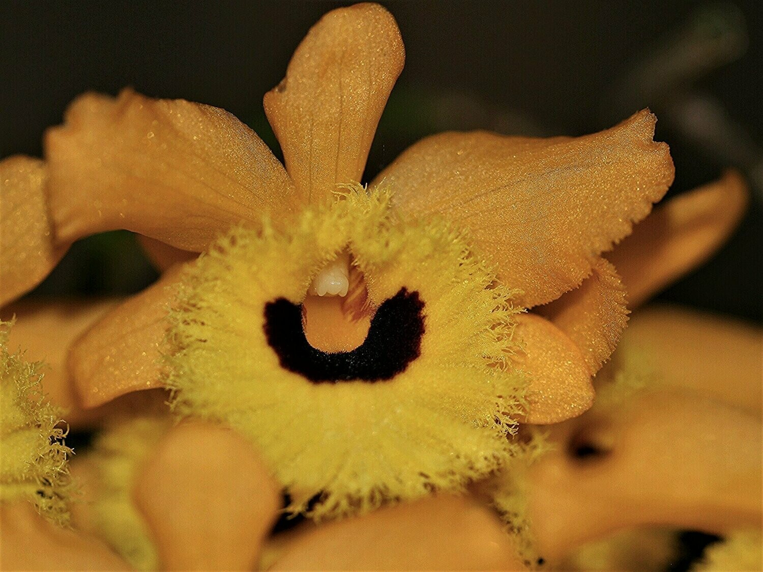 Dendrobium fimbriatum var. oculatum Dendrobium fimbriatum var. oculatum