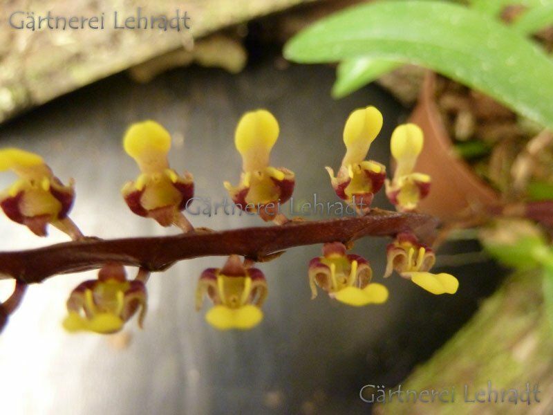 Bulbophyllum falcatum Bulbophyllum falcatum