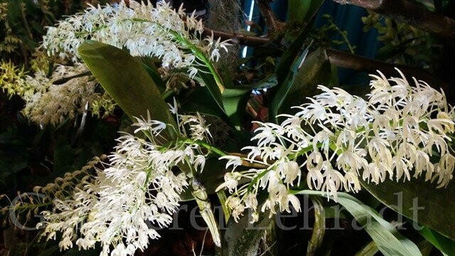 Dendrobium speciosum Dendrobium speciosum