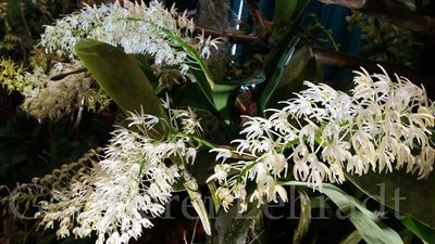 Dendrobium speciosum Dendrobium speciosum