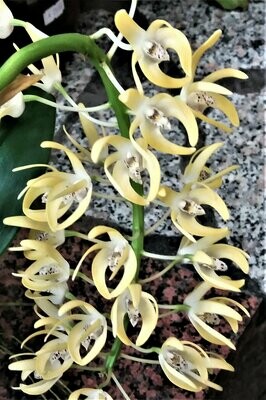 Dendrobium speciosum Dendrobium speciosum