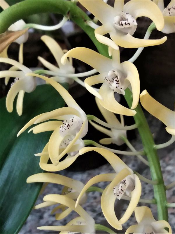 Dendrobium speciosum Dendrobium speciosum