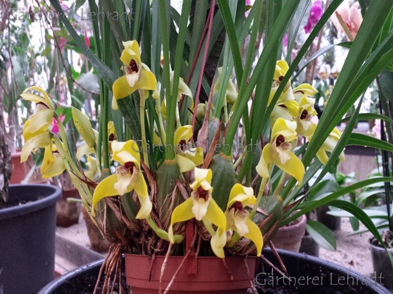 Maxillaria porphyrostele Maxillaria porphyrostele