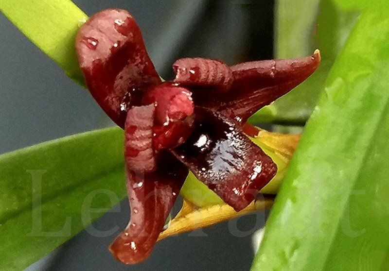 Maxillaria variabilis (rot) Maxillaria variabilis (rot)