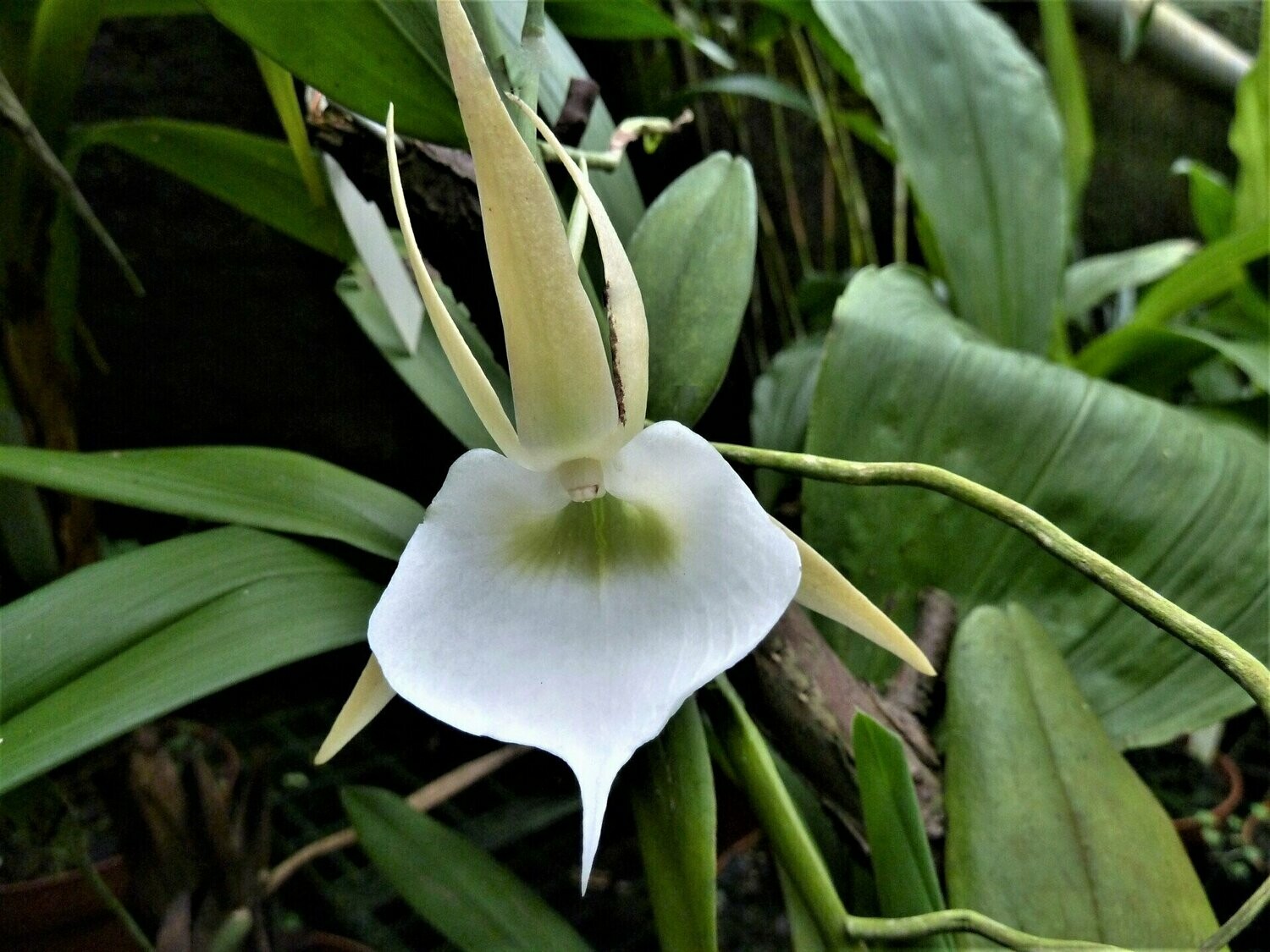 Angraecum eichlerianum Angraecum eichlerianum