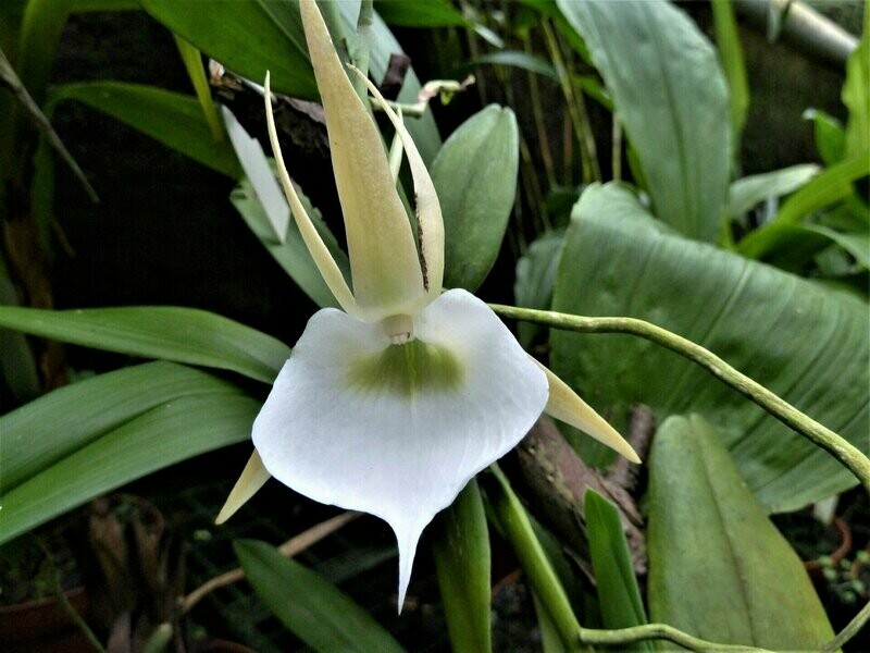 Angraecum eichlerianum Angraecum eichlerianum