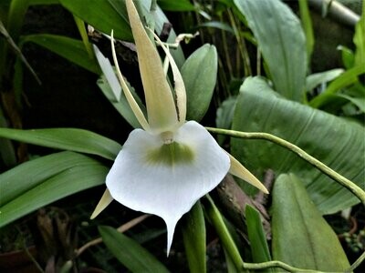 Angraecum eichlerianum Angraecum eichlerianum