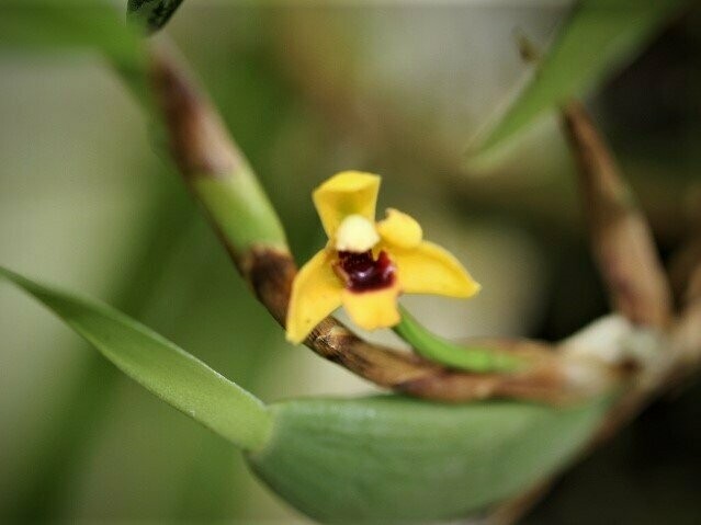 Maxillaria variabilis (gelb) Maxillaria variabilis (gelb)