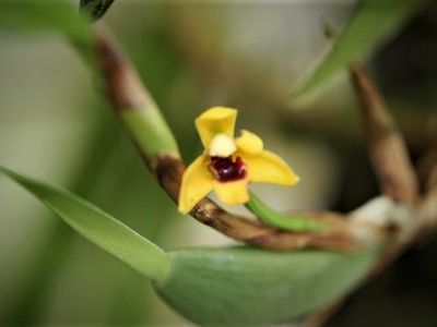Maxillaria variabilis (gelb) Maxillaria variabilis (gelb)