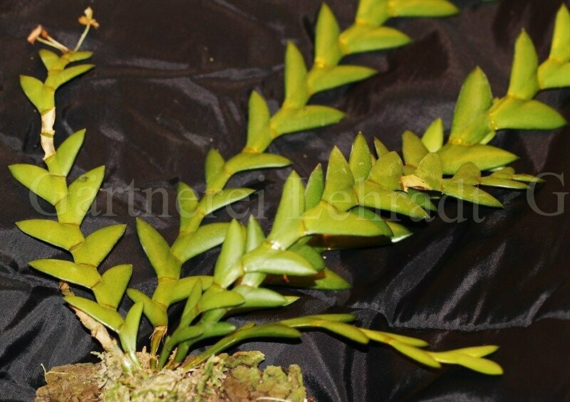 Dendrobium bilobulatum Dendrobium bilobulatum