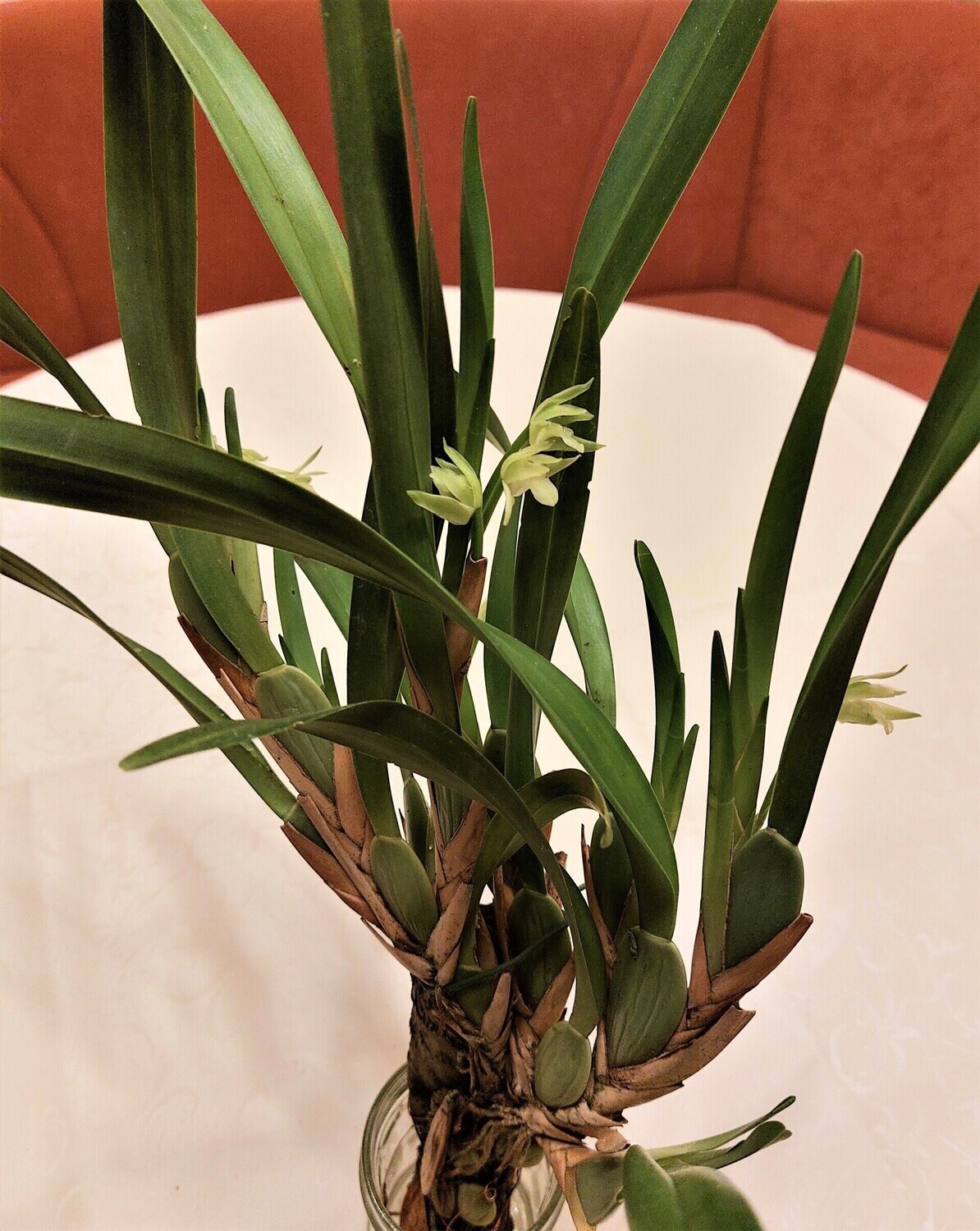 Maxillaria nagelii Maxillaria nagelii