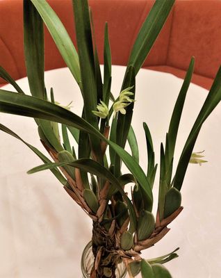 Maxillaria nagelii