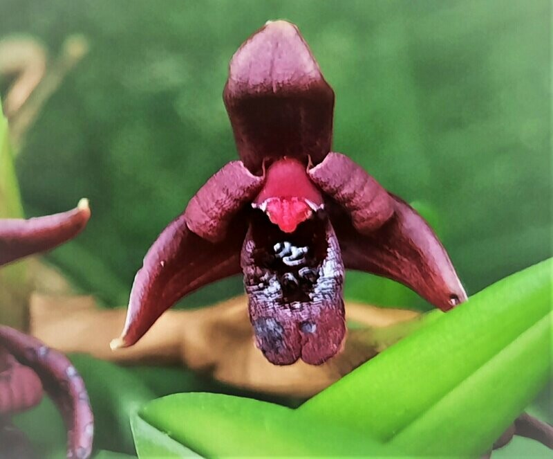 Maxillaria variabilis (rot) Maxillaria variabilis (rot)