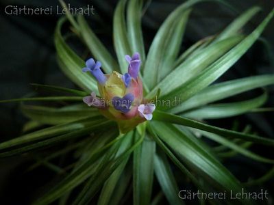 Tillandsia stricta (green)