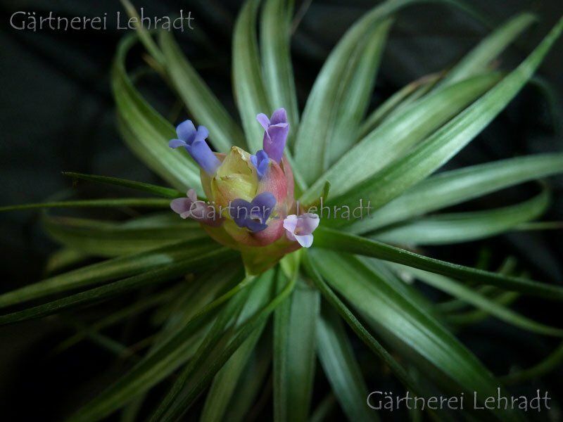 Tillandsia stricta (green) Tillandsia stricta (green)