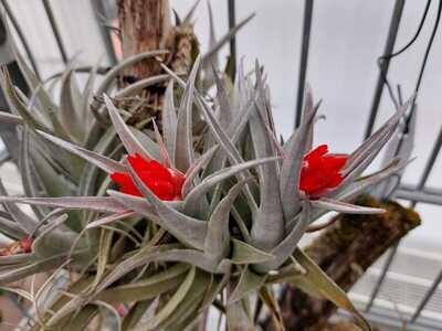 Tillandsia edithae Tillandsia edithae