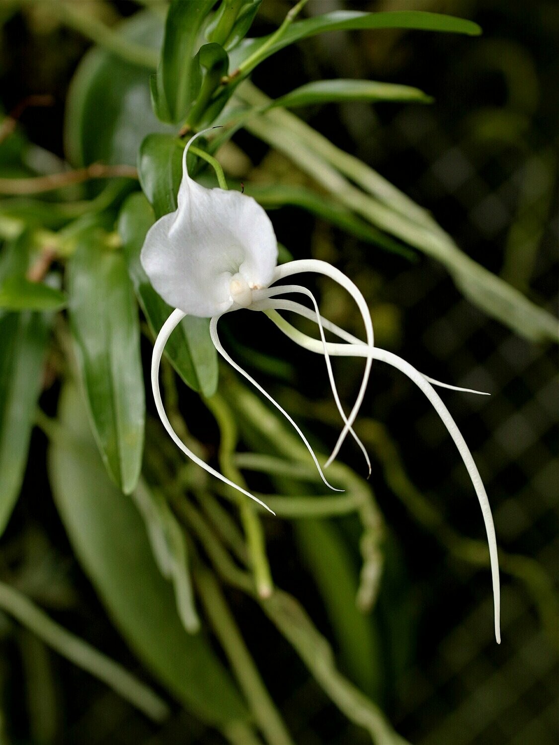 Angraecum germinyanum Angraecum germinyanum