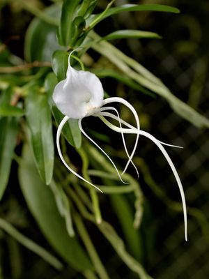 Angraecum germinyanum Angraecum germinyanum