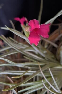 Tillandsia dorotheae Tillandsia dorotheae