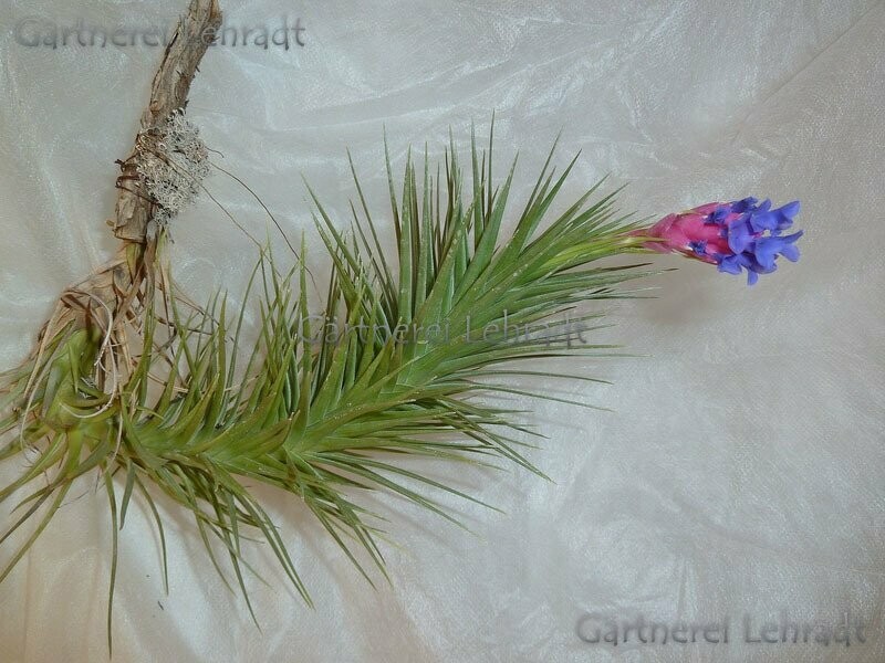 Tillandsia aeranthos