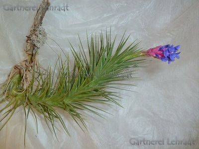 Tillandsia aeranthos Tillandsia aeranthos