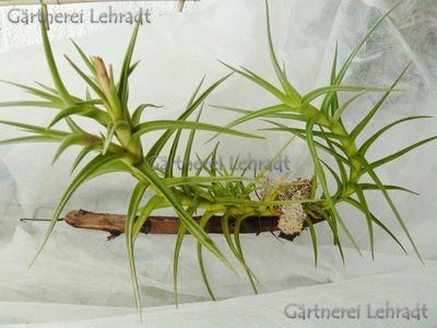 Tillandsia diaguitensis Tillandsia diaguitensis