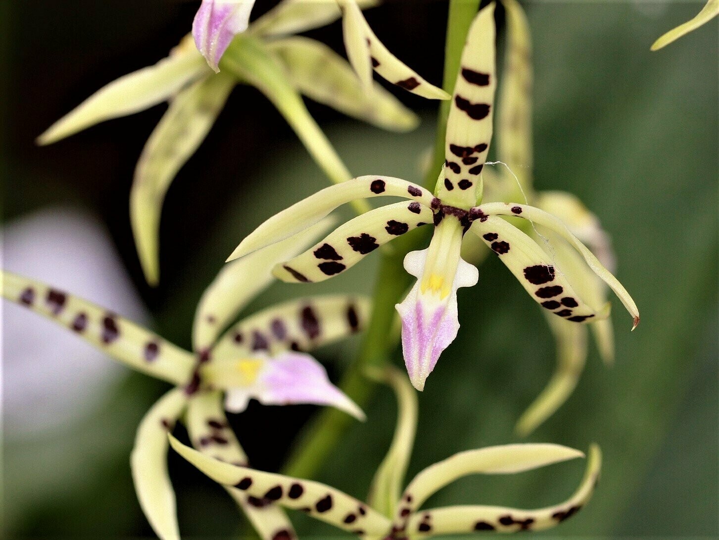Epidendrum prismatocarpum Epidendrum prismatocarpum