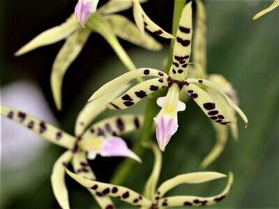Epidendrum prismatocarpum Epidendrum prismatocarpum