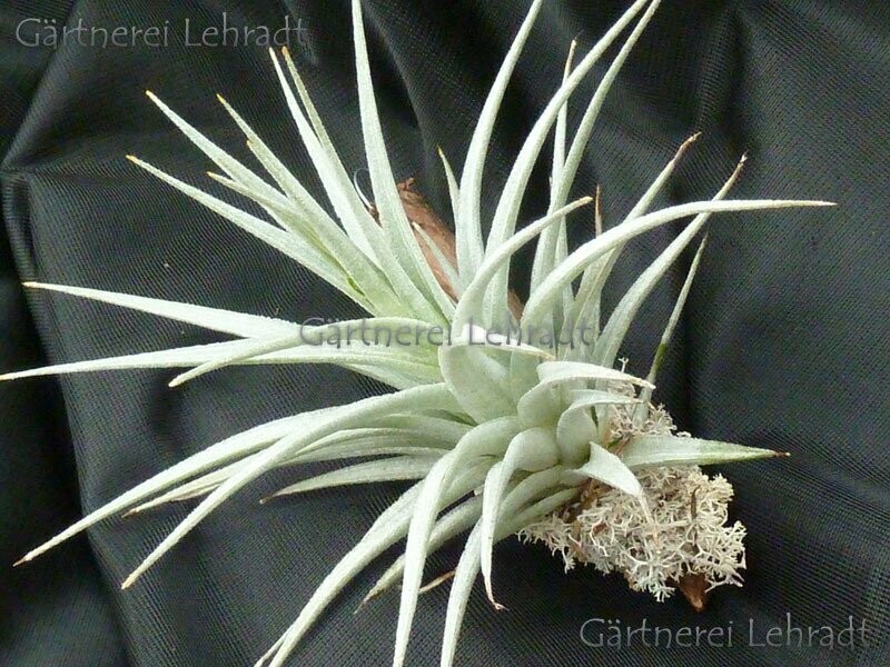 Tillandsia jucunda Tillandsia jucunda