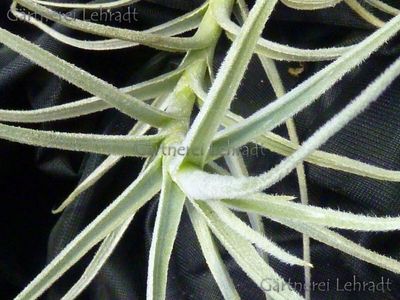 Tillandsia paleacea Tillandsia paleacea
