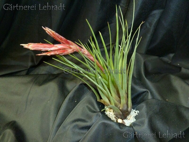 Tillandsia tricolor Tillandsia tricolor