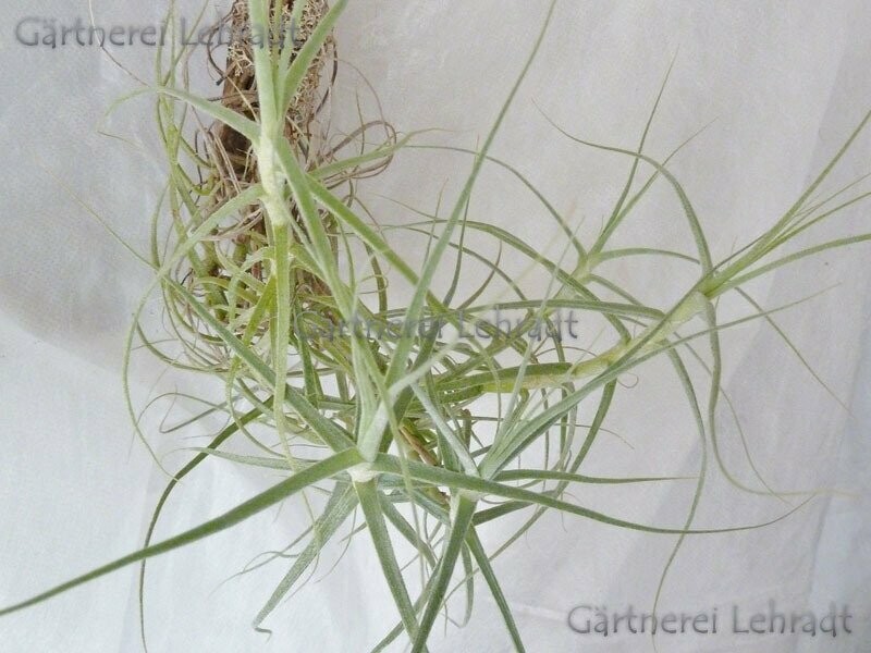 Tillandsia caerulea Tillandsia caerulea
