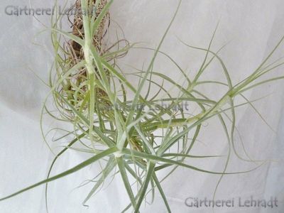 Tillandsia caerulea Tillandsia caerulea