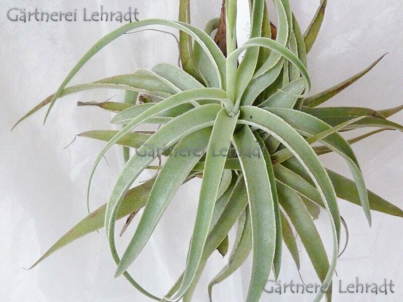 Tillandsia cacticola Tillandsia cacticola